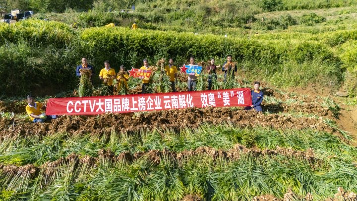 墨江象鼻村生姜大丰登！从种植、施肥到采摘，云南解化全程“呵护”